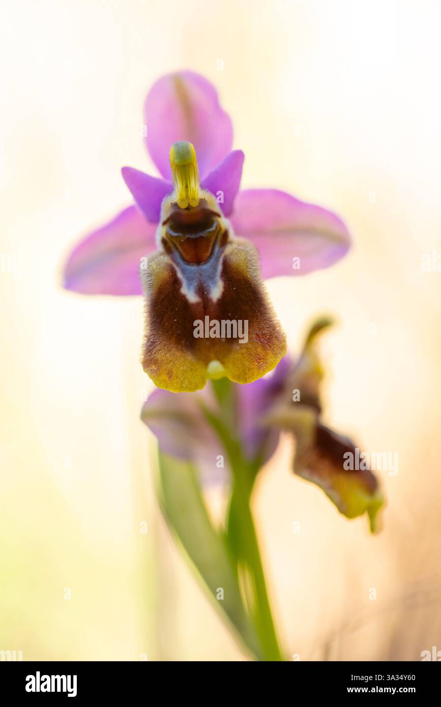 Eine Nahaufnahme einer lebendigen Bienenorchidee mit violetten Blüten und einer verschwommenen Labellum vor einem hellen, verschwommenen Hintergrund, die ihre einzigartige Schönheit unterstreicht Stockfoto