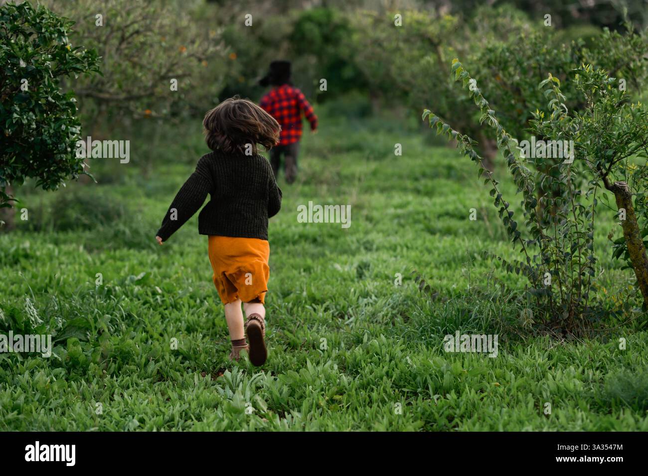 Eine wunderschöne Szene mit zwei Kindern, die durch einen leuchtenden grünen Obstgarten laufen. Die Energie ihrer Verspieltheit wird unter den Orangenbäumen gefangen, emphasi Stockfoto