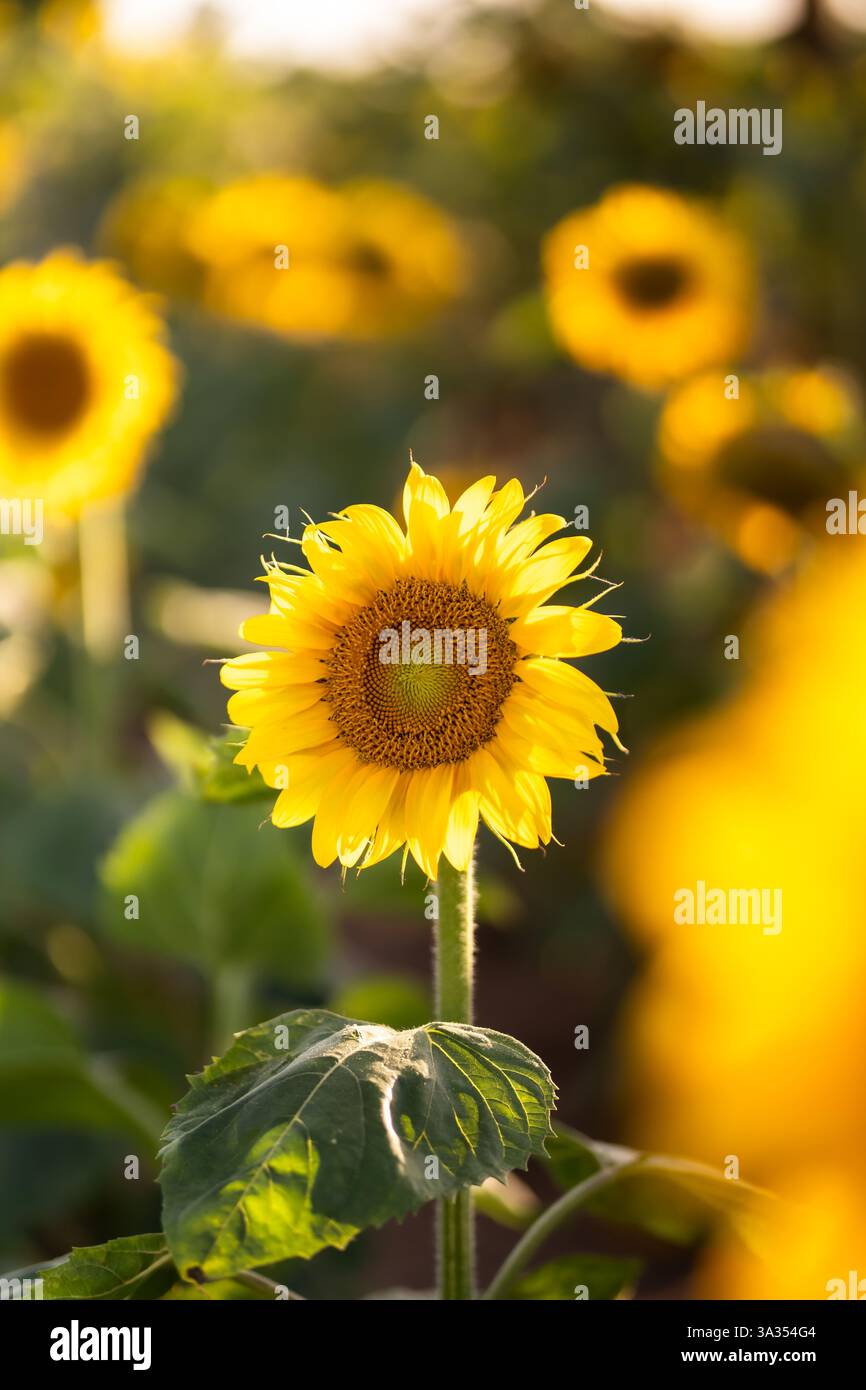 Eine leuchtende Sonnenblume erblüht im warmen Sonnenlicht inmitten eines Feldes mit üppigem Grün und goldenen Blütenblättern, die die Schönheit und Vitalität von Summe verkörpern Stockfoto