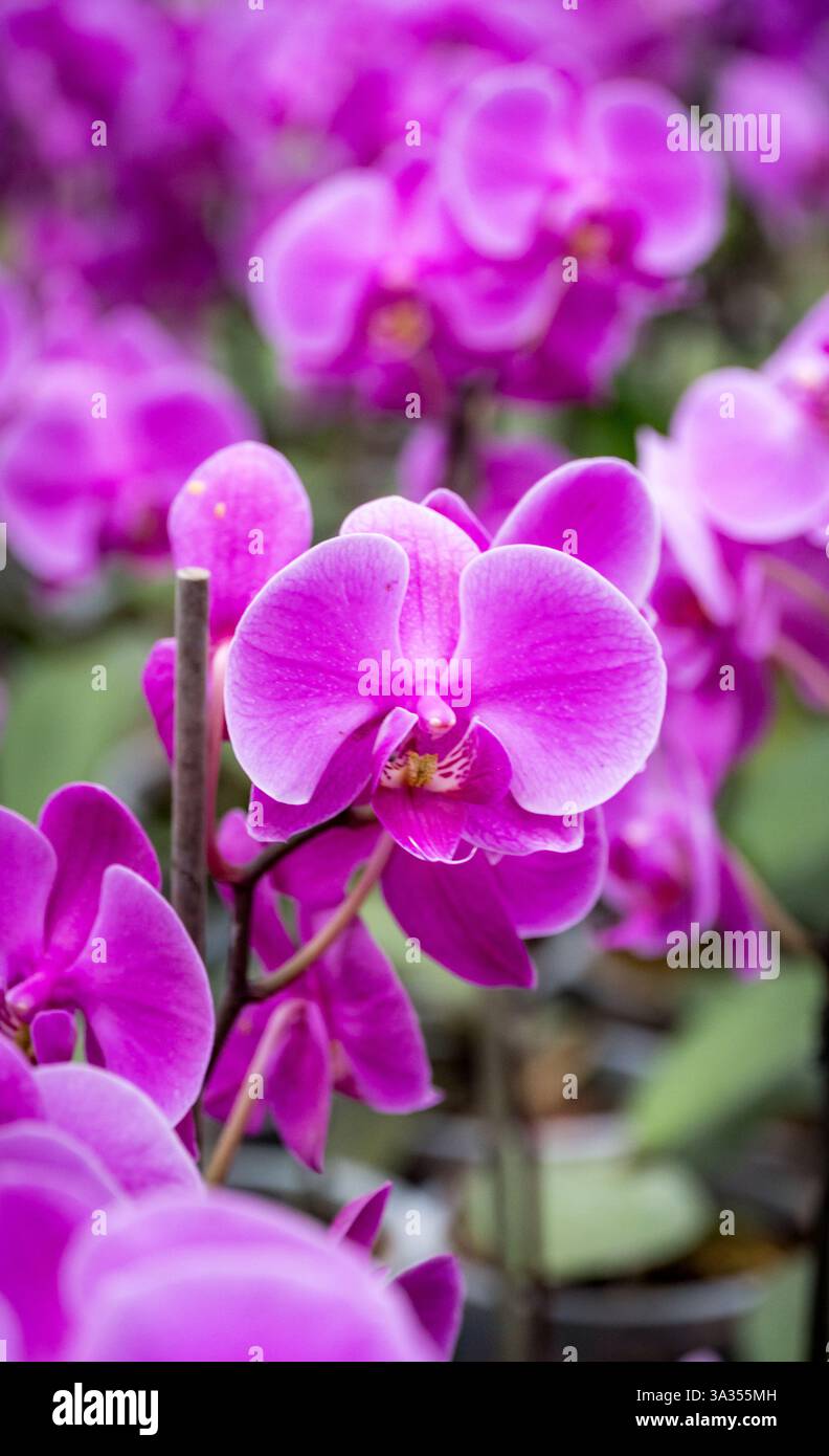 Ein Nahaufnahme-Bild mit den atemberaubenden Details der violetten Phalaenopsis-Orchideen vor einem weichen, unscharfen Hintergrund. Stockfoto