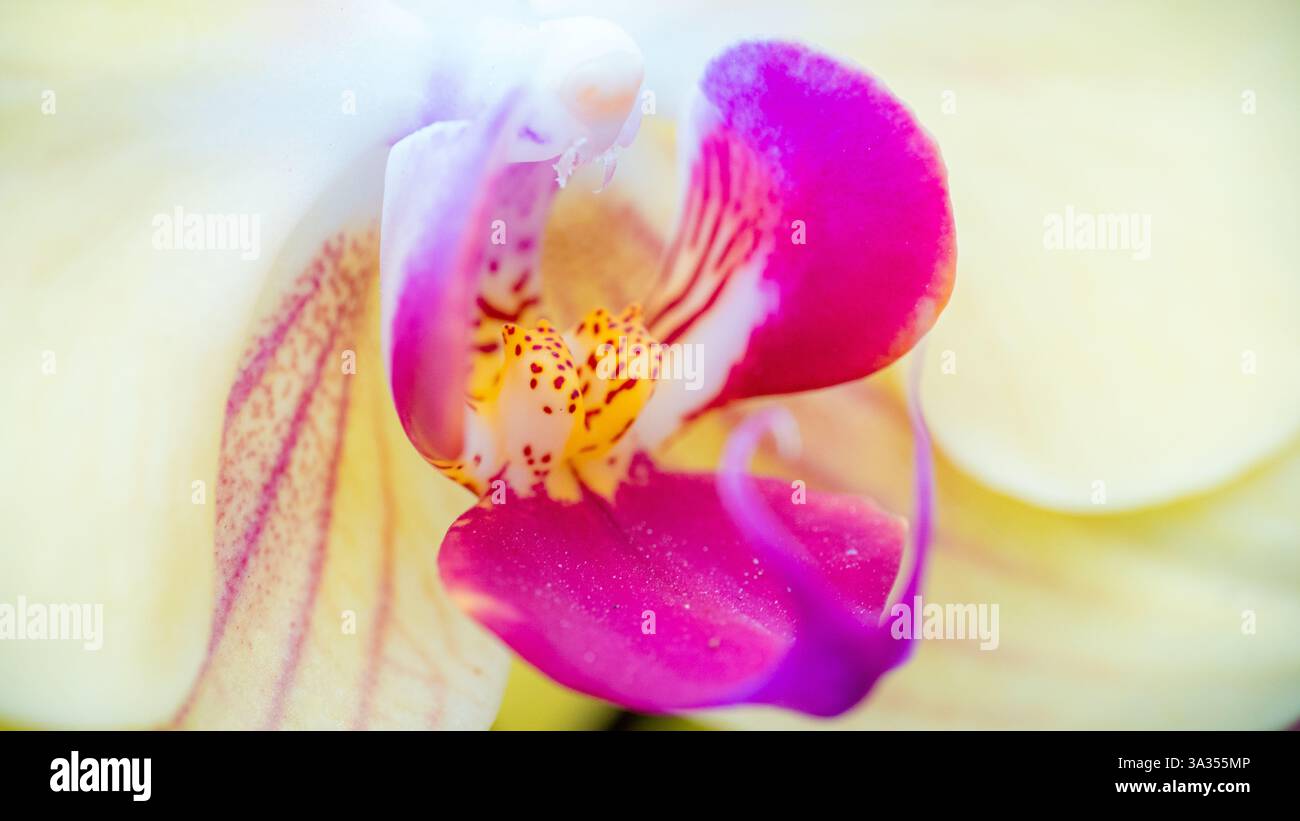 Die Makrofotografie hebt die markanten Details und lebendigen Farben einer Purple Phalaenopsis Orchid in Rosa- und Gelbtönen hervor. Stockfoto