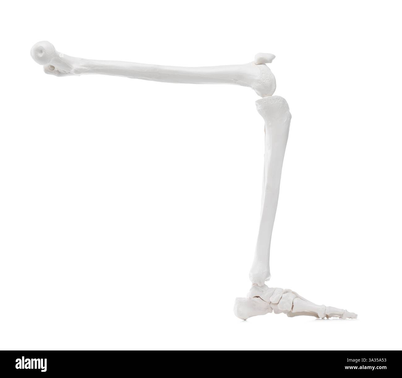Künstliches menschliches Skelettmodell isoliert auf weißer Nahaufnahme Stockfoto