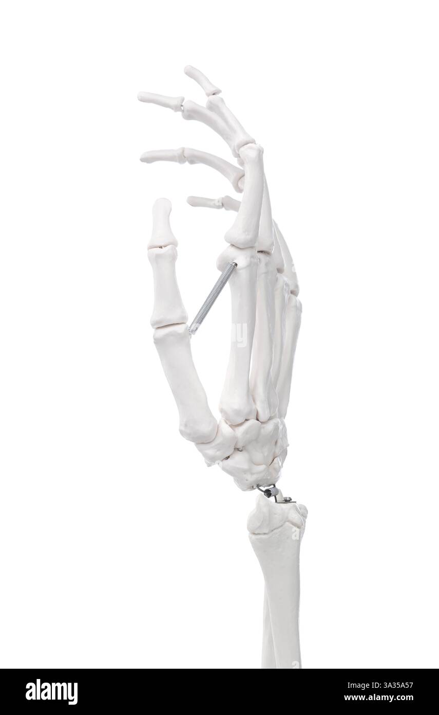 Künstliches menschliches Skelettmodell isoliert auf weißer Nahaufnahme Stockfoto