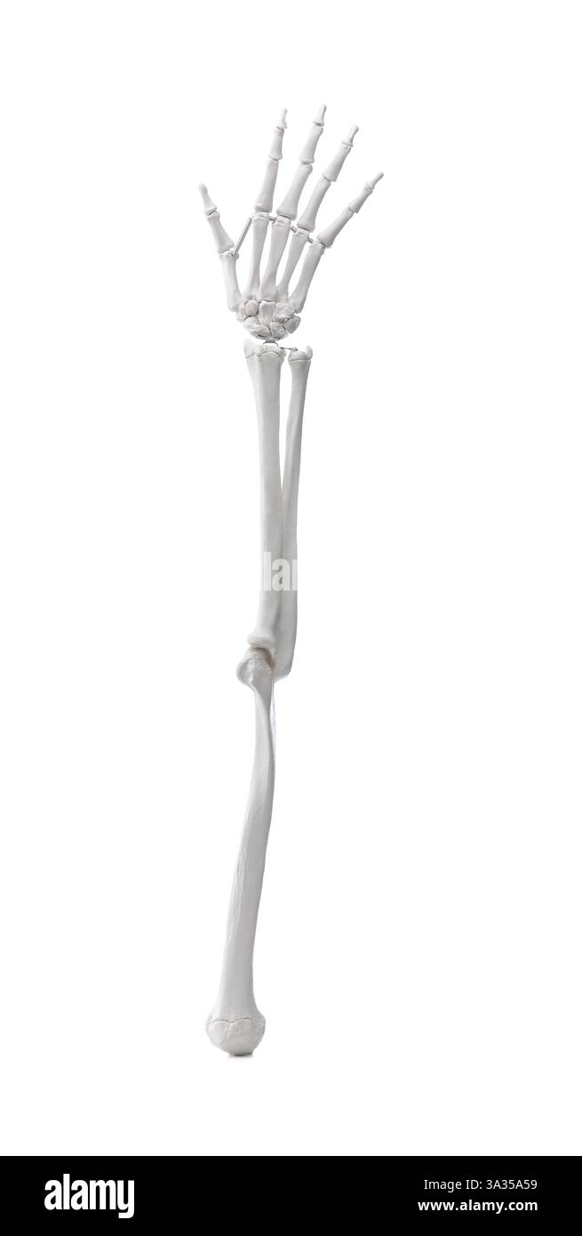 Künstliches menschliches Skelettmodell isoliert auf weißer Nahaufnahme Stockfoto