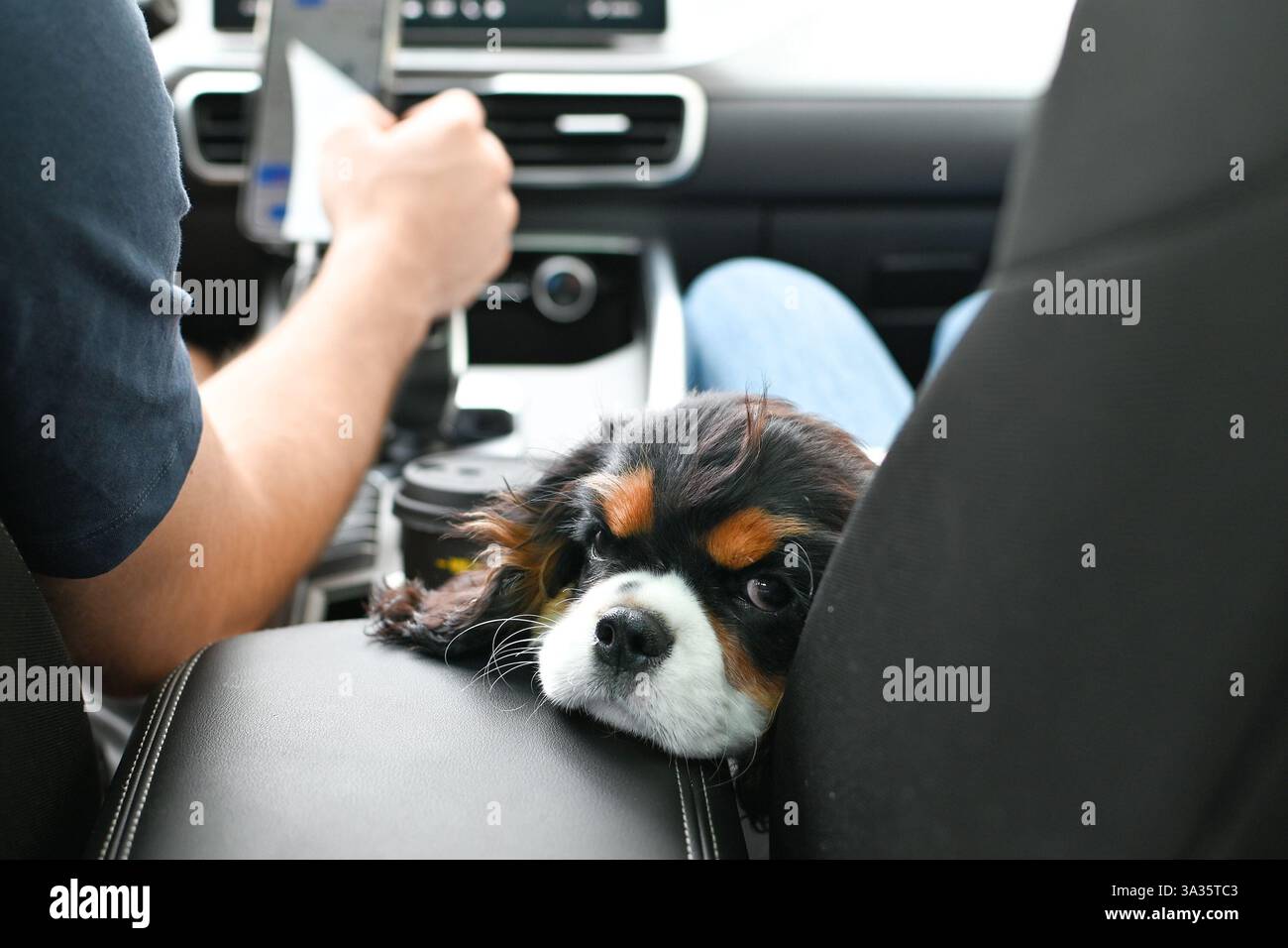 Mann fährt ein Auto mit seinem Hund auf dem Beifahrersitz, der aus dem Fenster schaut Stockfoto