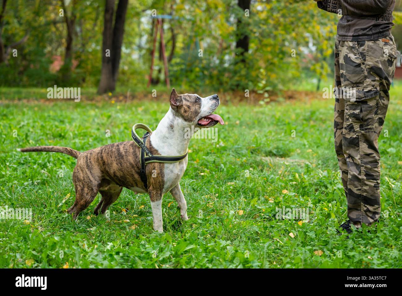 Ein verspielter und energiegeladener Staffordshire Terrier-Welpe nimmt an einem Gehorsamstraining im Park Teil, bei dem er fröhlich lernt und Spaß hat Stockfoto