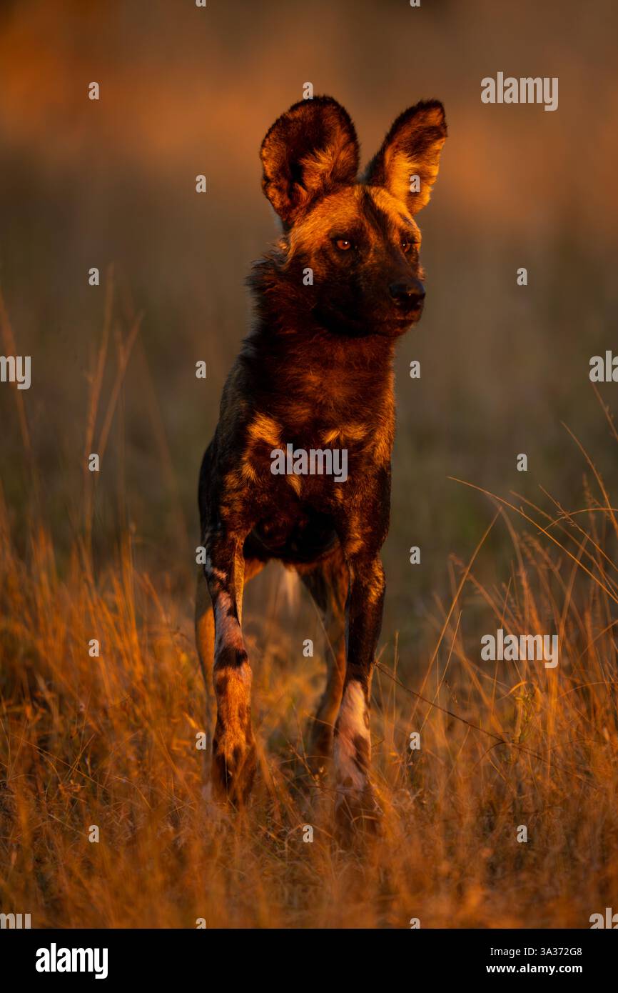 Afrikanischer Wildhund springt bei Sonnenaufgang auf Stockfoto