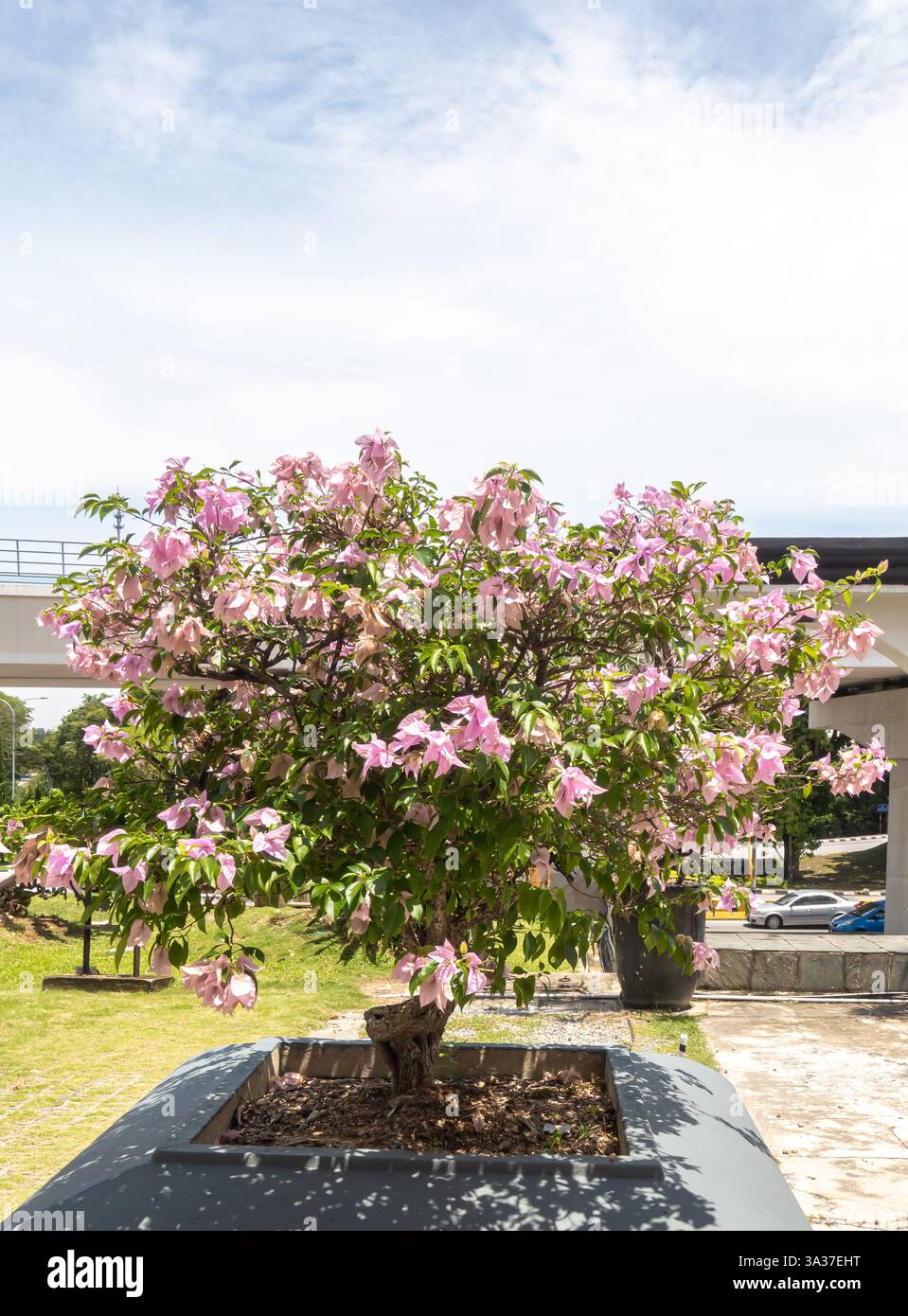 Bougainvillea spectabilis, große Bougainvillea, Klang, Malaysia Stockfoto