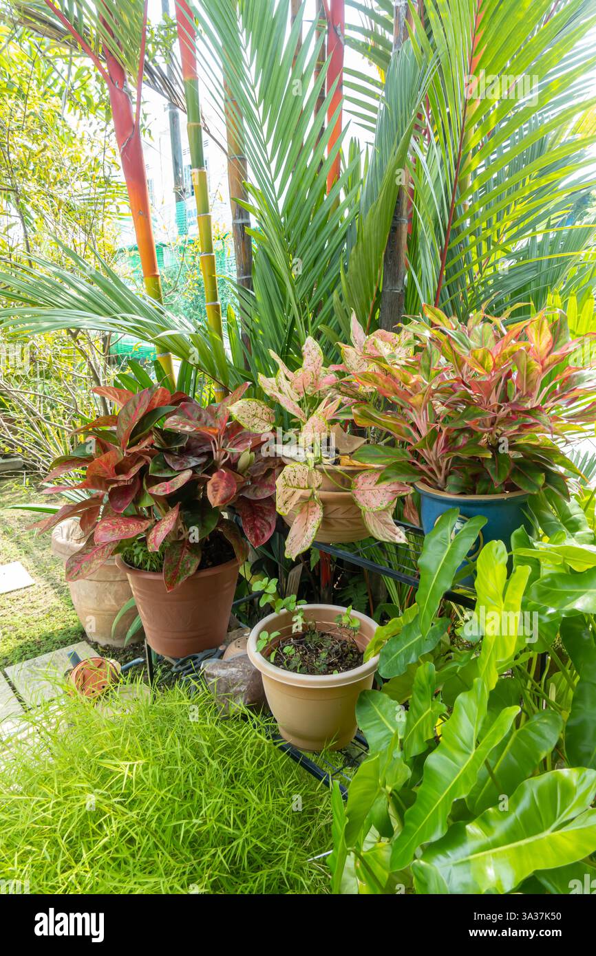 Mehrere Topfpflanzen im Freien. Außerhalb des Hauses, Codiaeum variegatum (Croton), Alternanthera, Melaka, Malaysia Stockfoto