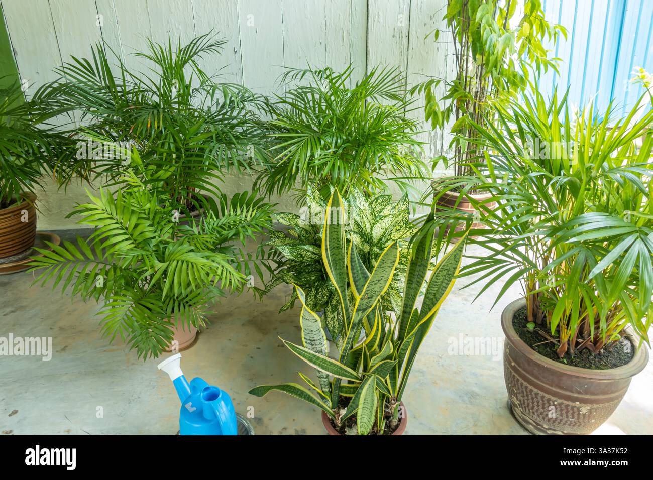 Topfpflanzen, hauptsächlich mit Areca-Palmen (Dypsis lutescens), auch bekannt als goldene Rohrpalmen oder Schmetterlingspalmen, Melaka Stockfoto