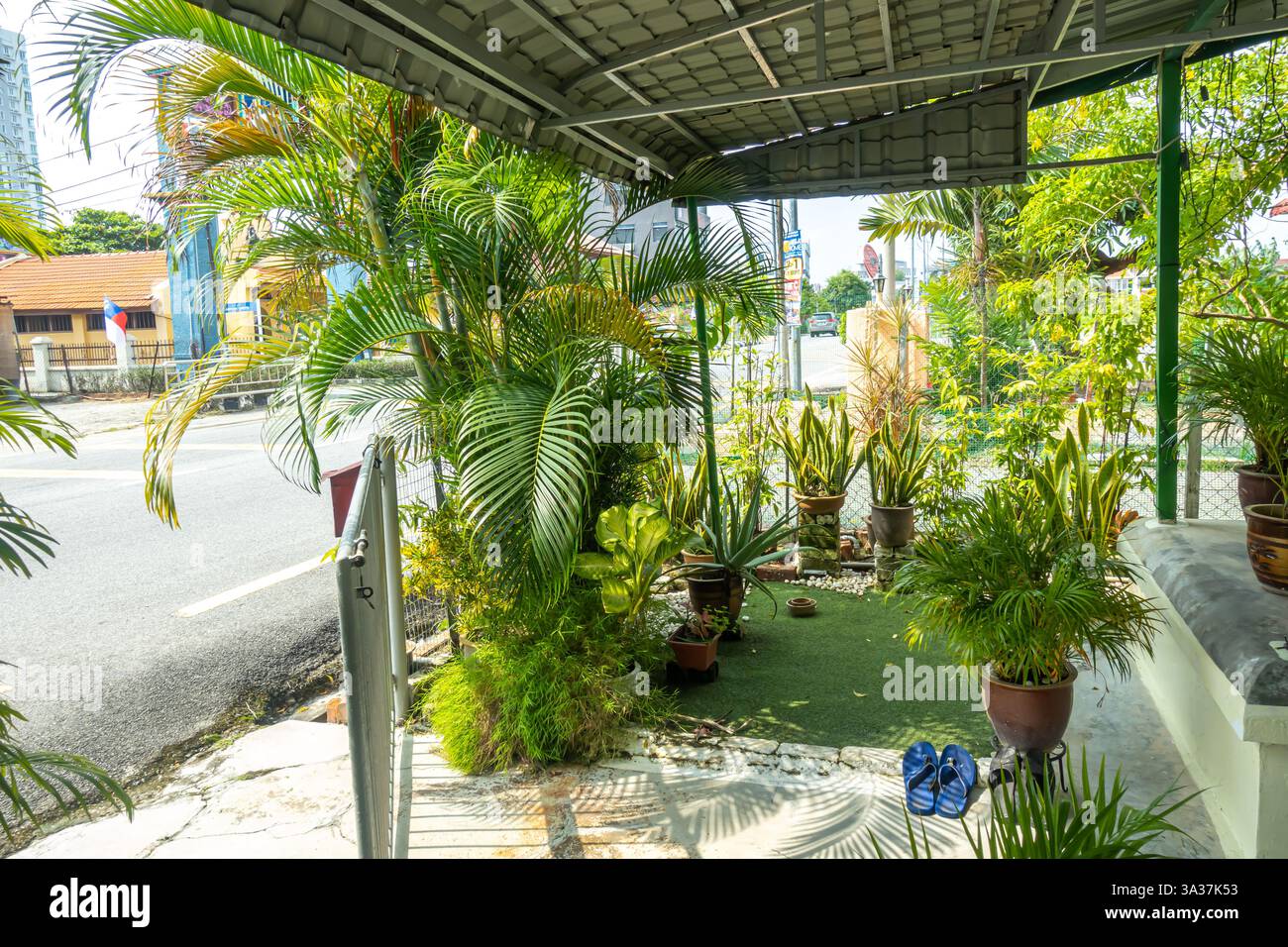Chrysalidocarpus lutescens Pflanzen, auch bekannt als Arecapalmen oder Schmetterlingspalmen, in Töpfen, im Freien unter einem überdachten Bereich in Melaka, Malaysia Stockfoto