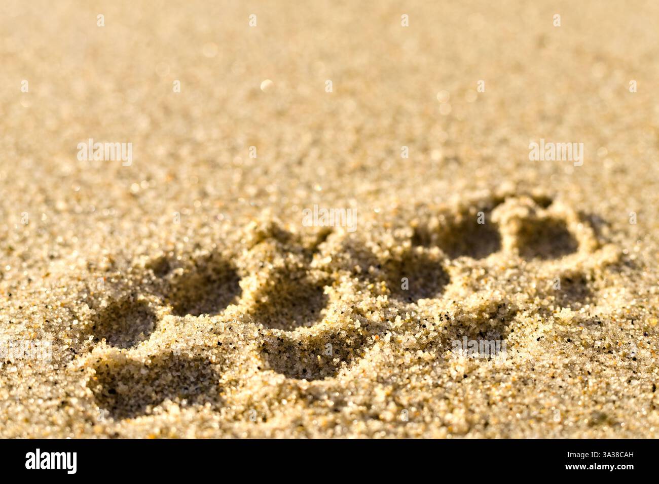 Hund Pfotenabdrücke im sand Stockfoto