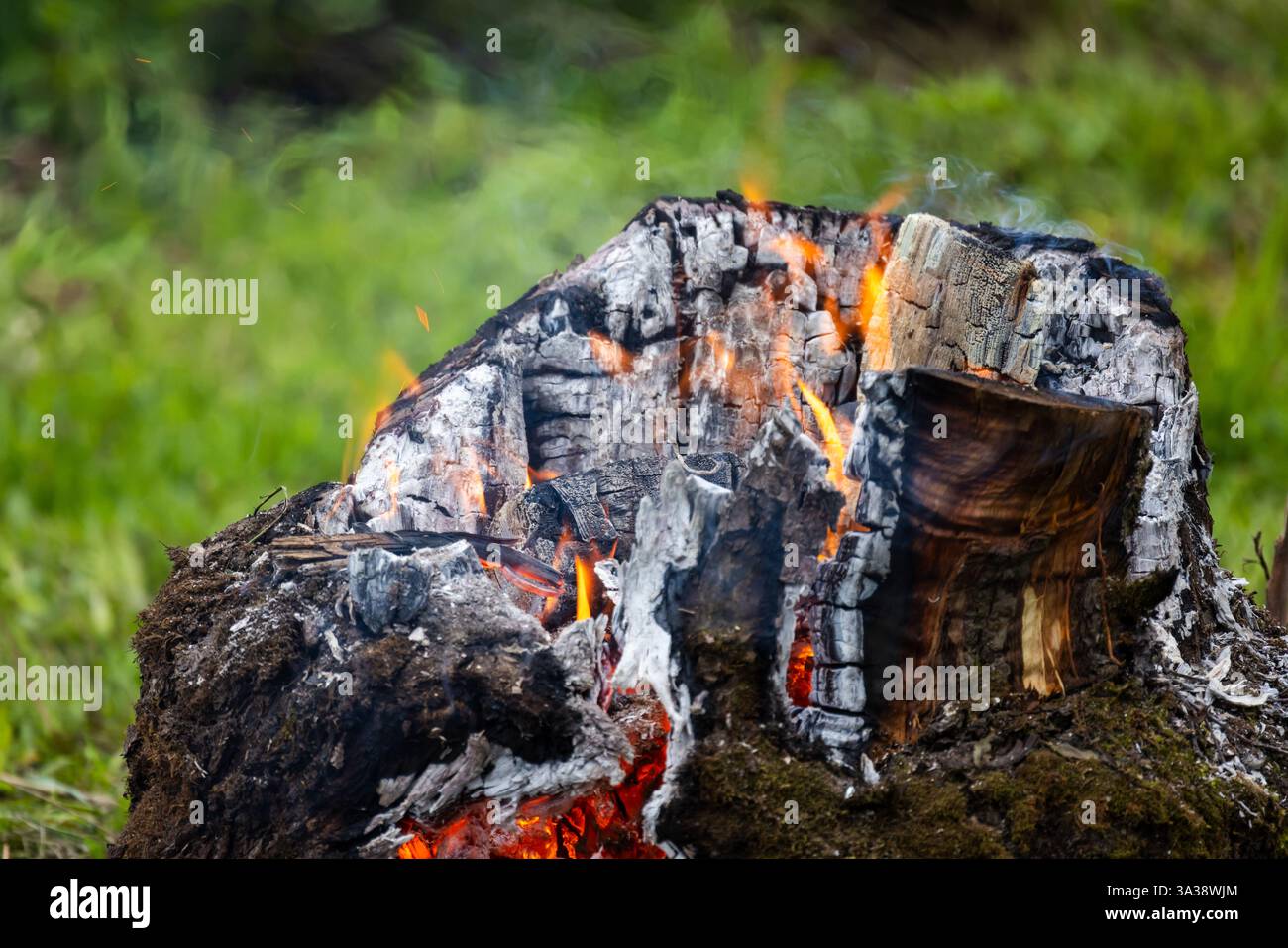 Nahaufnahme eines brennenden Baumstumpfes in einer grasbewachsenen Umgebung mit Flammen und verkohltem Holz. Erfasst die natürliche Atmosphäre im Freien und Stockfoto