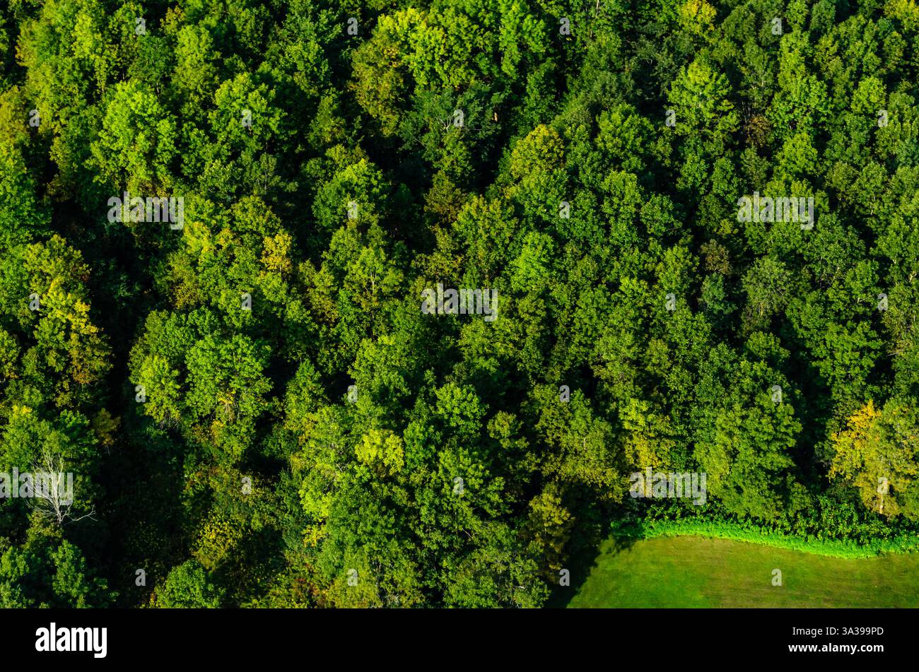 Cloes-up aus der Vogelperspektive auf den grünen Wald Stockfoto