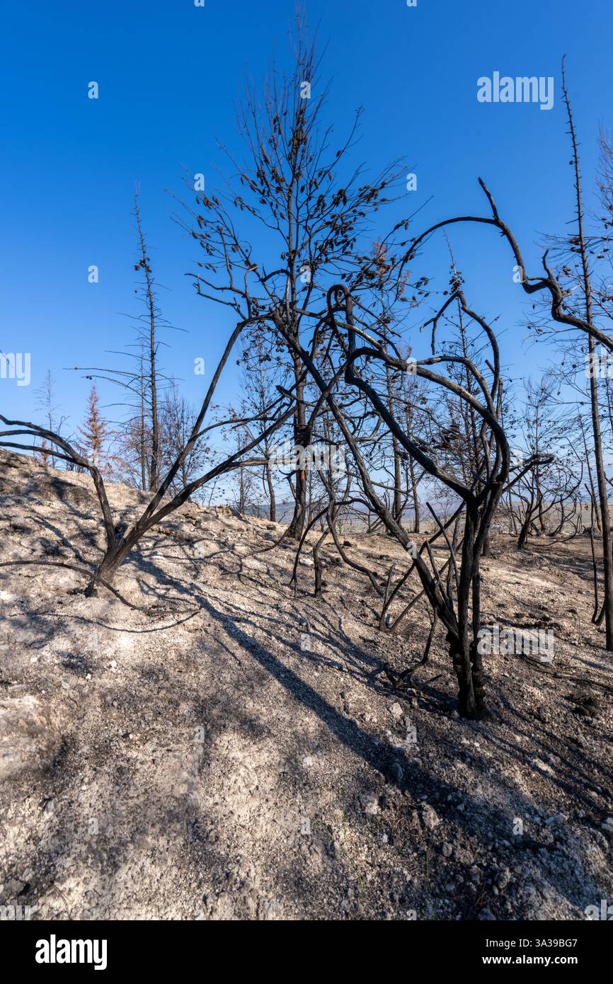 Ein Wald im Galiläa-Gebirge brannte nach dem Beschuss der Hisbollah ab Stockfoto