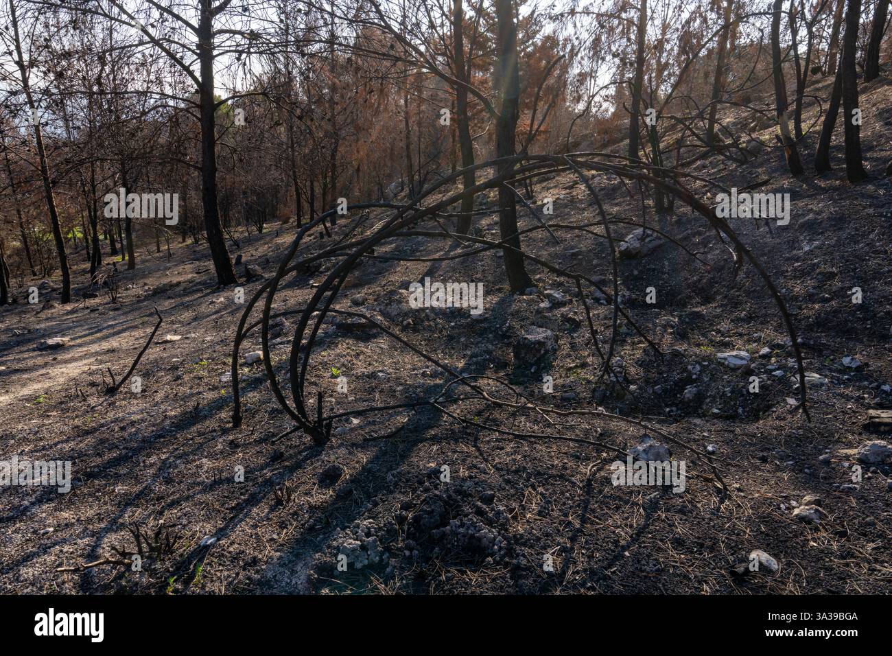 Ein Wald im Galiläa-Gebirge brannte nach dem Beschuss der Hisbollah ab Stockfoto