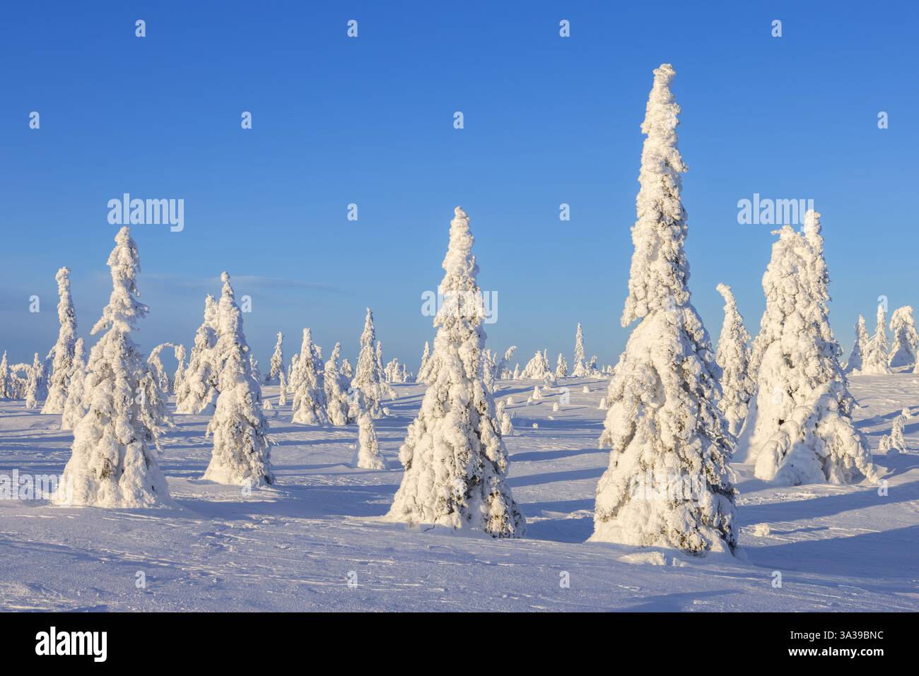Tykky-Wald / schneebedeckte Fichtenbäume auf der Taiga im Winter, Riisitunturi-Nationalpark in Finnisch-Lappland bei Posio, Koillismaa, Finnland Stockfoto