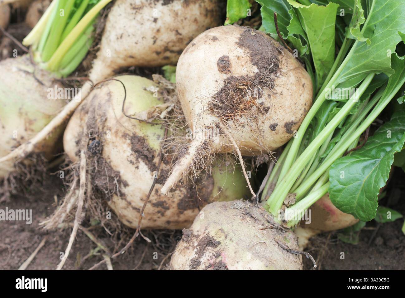 Frisch geerntete weiße biologische Rüben lafrisch geerntete weiße biologische Rüben, die auf dem Boden liegen. Rote Bete mit Blatt. Ungewaschene Rote Bete Stockfoto