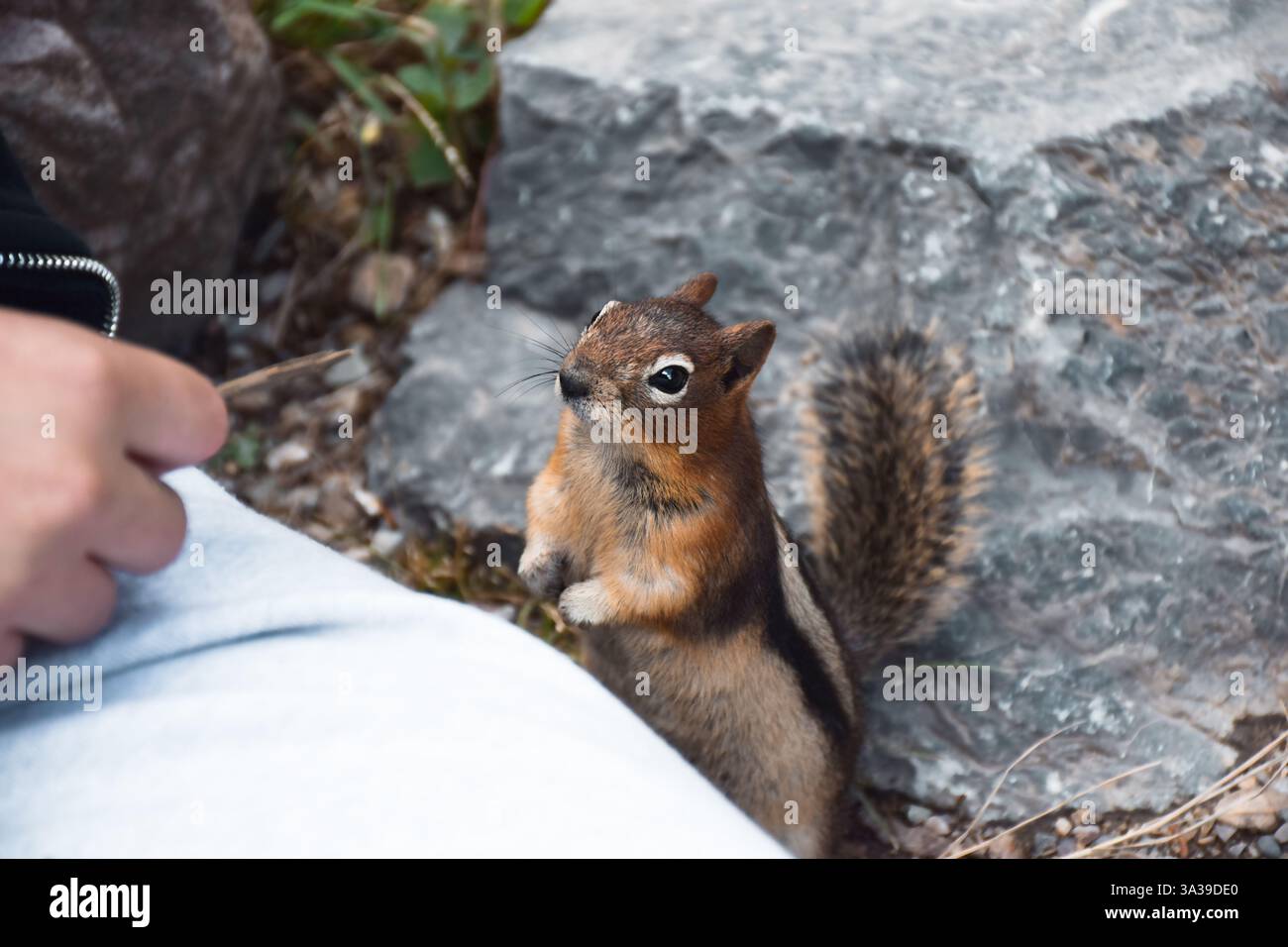 Niedliches, kleines Streifenhörnchen, das auf einen Stock in der menschlichen Hand blickt Stockfoto