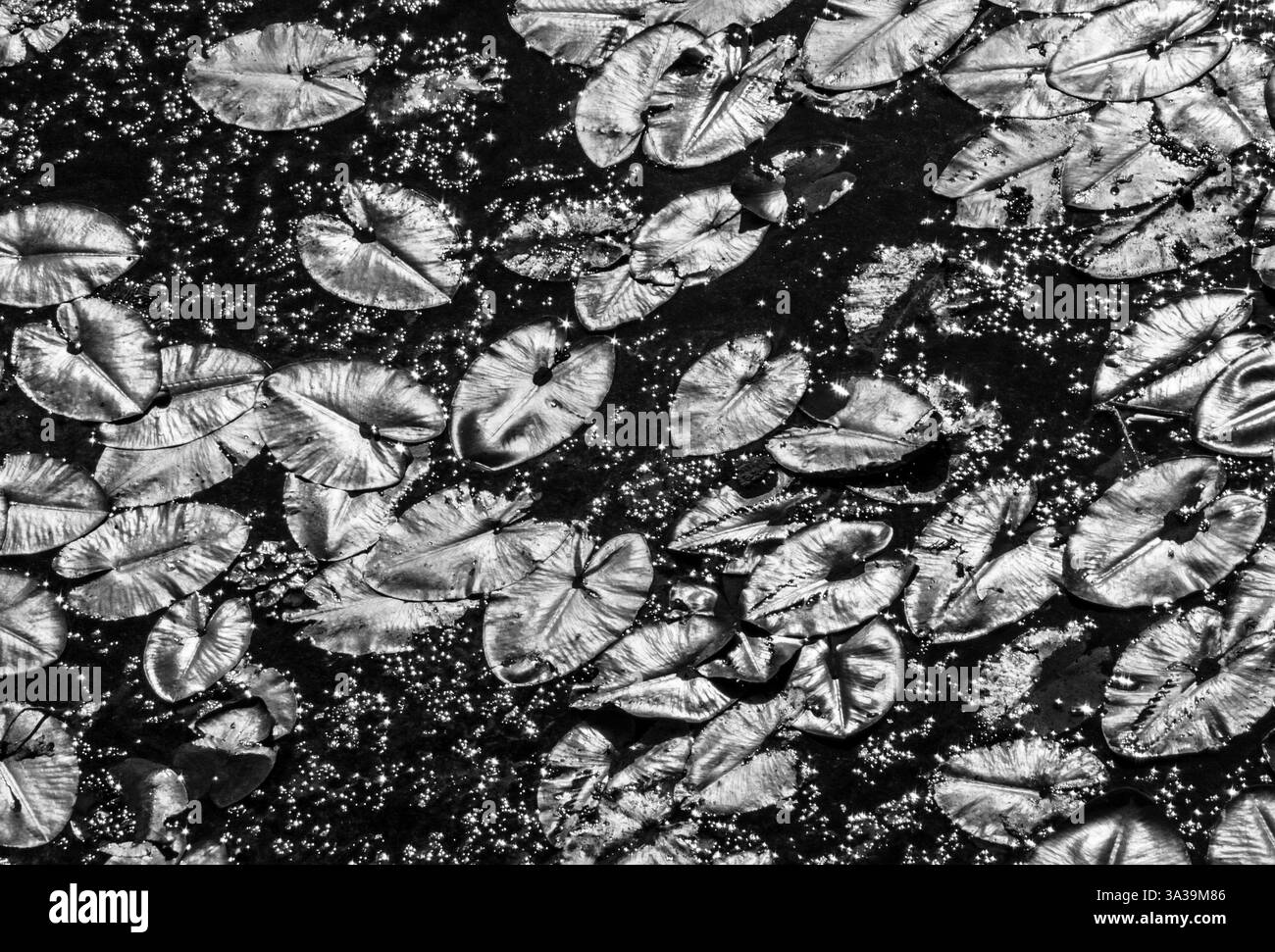 Zarte Lilienpads schweben ruhig, ihre Oberflächen reflektieren das sanfte Licht des frühen morgens und schaffen eine friedliche Atmosphäre in der Natur. Stockfoto