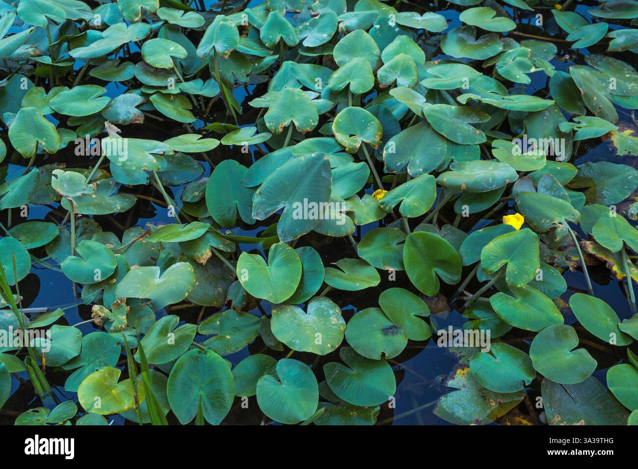 Lilienpads schaffen einen üppigen grünen Wandteppich auf stillen Gewässern, der an einem sonnigen Nachmittag Ruhe und Ruhe in einem natürlichen Zufluchtsort einlädt. Stockfoto