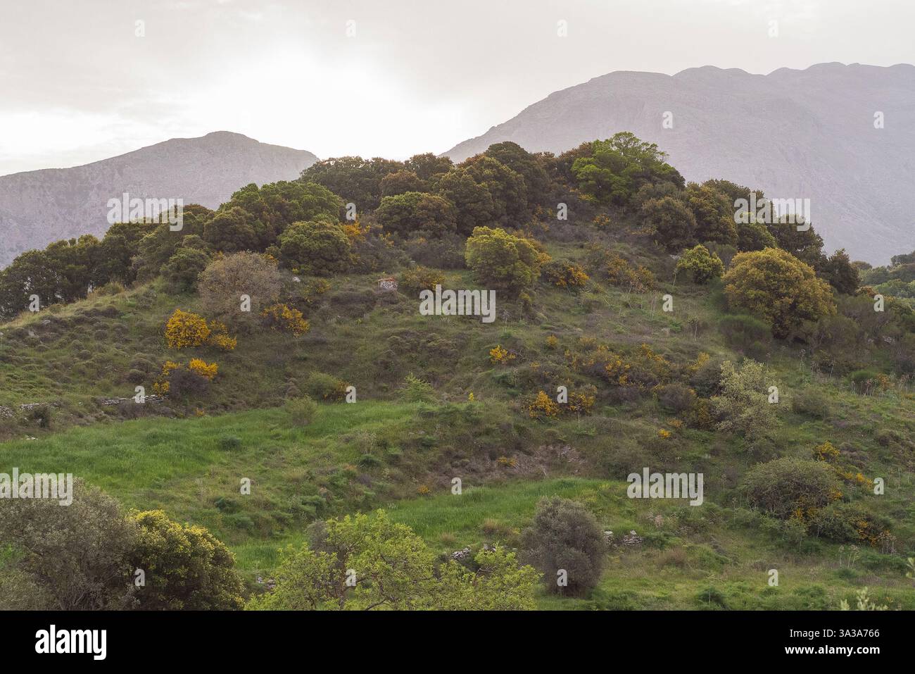 Hügel zwischen Bergen mit gemeinem Besen (Cytisus scoparius) in Blüte Stockfoto