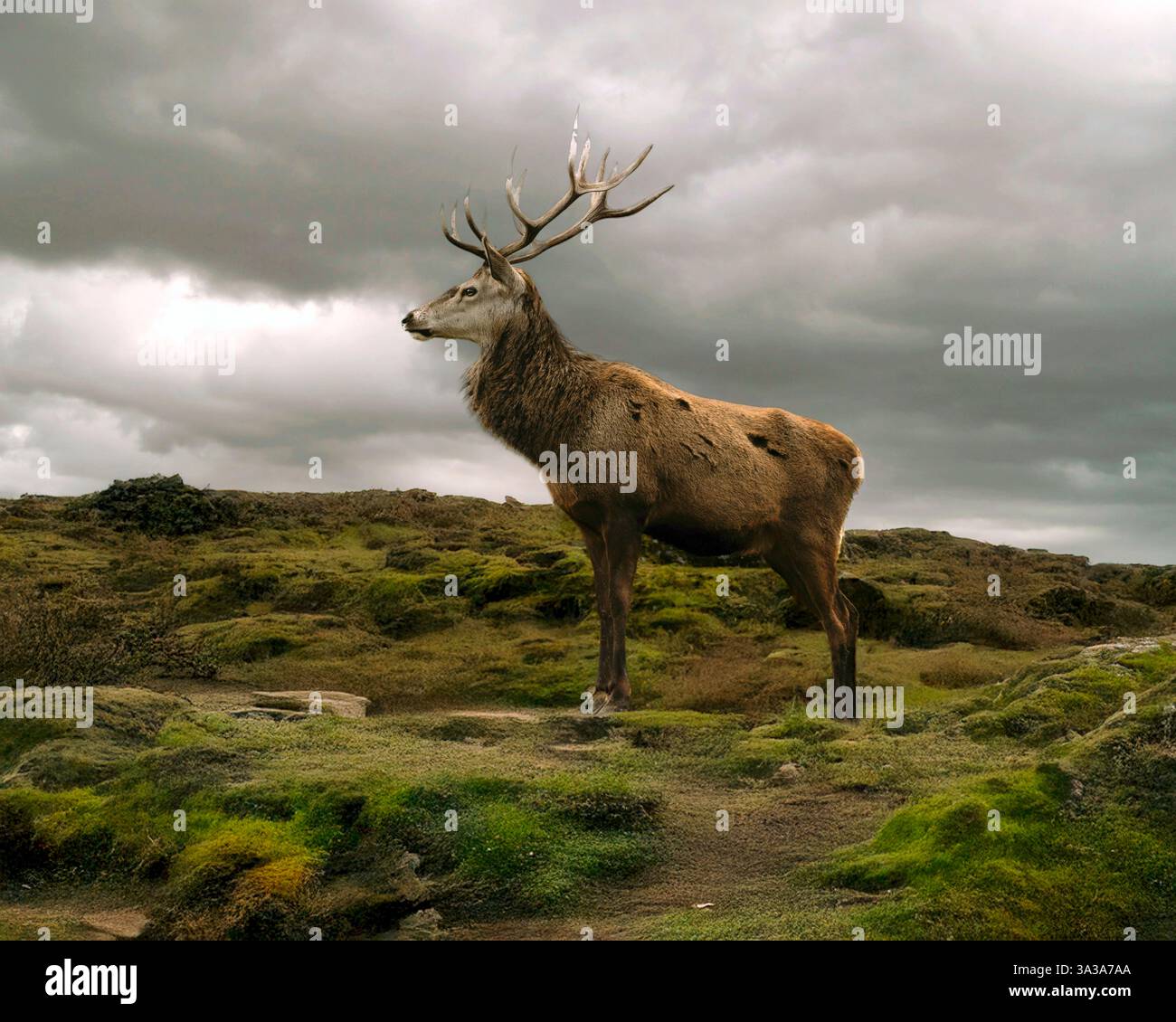 Das Rotwild (Cervus elaphus) ist eine der größten Hirscharten. Ein männliches Rotwild wird Hirsch oder hart genannt, und ein Weibchen wird Hintern genannt. Der rote Reh Stockfoto