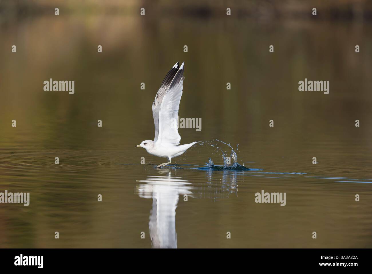 Bulle Larus canus, 2. Wintergefieder vom Wasser, Suffolk, England, März Stockfoto