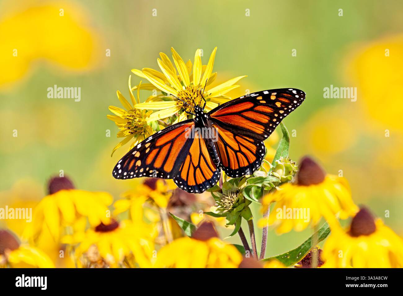 Die orangefarbenen Flügel eines Monarchschmetterlings leuchten auf einem Feld mit gelben Wildblumen der Prärie. Stockfoto