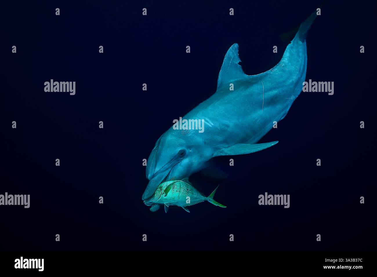 Ein Tursiop-Delfin auf der Jagd im Blau der Mayotte-Lagune im indischen Ozean. Eine Möglichkeit, über das Fischen zu zeigen, wirkt sich auf das gesamte Echo-System aus. Stockfoto