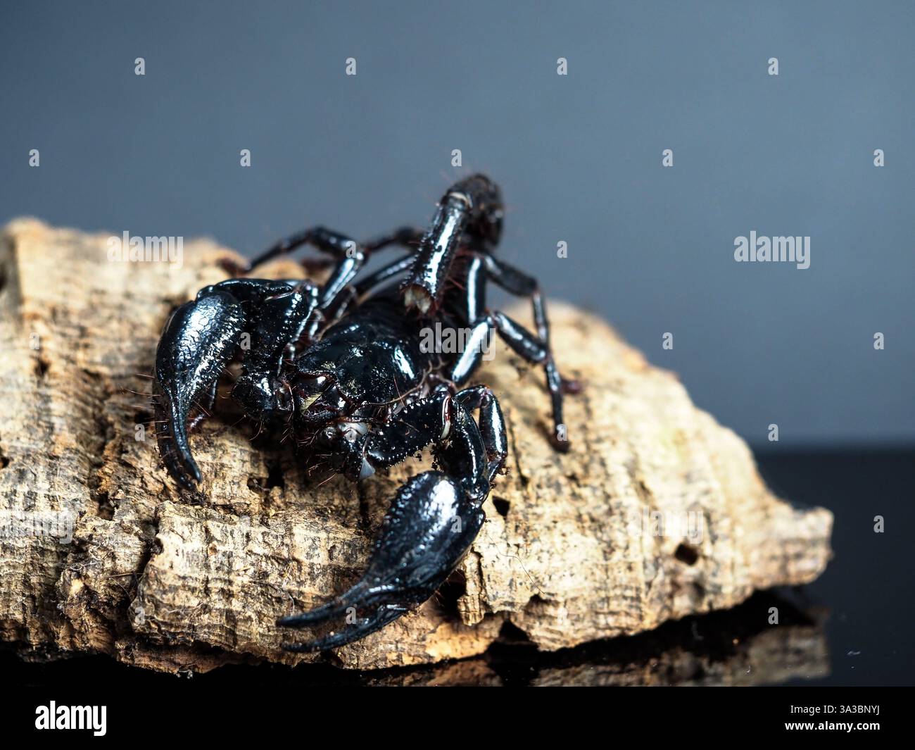 Eine Nahaufnahme eines glänzenden schwarzen Skorpions, der auf einem strukturierten Stück Rinde ruht. Die kraftvollen Zangen und der segmentierte Körper reflektieren das Licht und heben die komplizierten Details des Exoskeletts hervor. Der dunkle Hintergrund verstärkt das bedrohliche Erscheinungsbild des Skorpions und betont seine scharfen Krallen und seine ausgeglichene Haltung. Die raue, erdige Oberfläche der Rinde steht im Kontrast zum glatten, gepanzerten Körper der Arachnide und schafft eine markante Komposition. (Foto: Valera Golovniov / SOPA Images/SIPA USA) Stockfoto