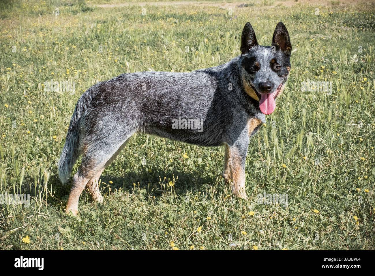 Bunji, der australische Rinderhund, der auf einer Wiese spielt Stockfoto