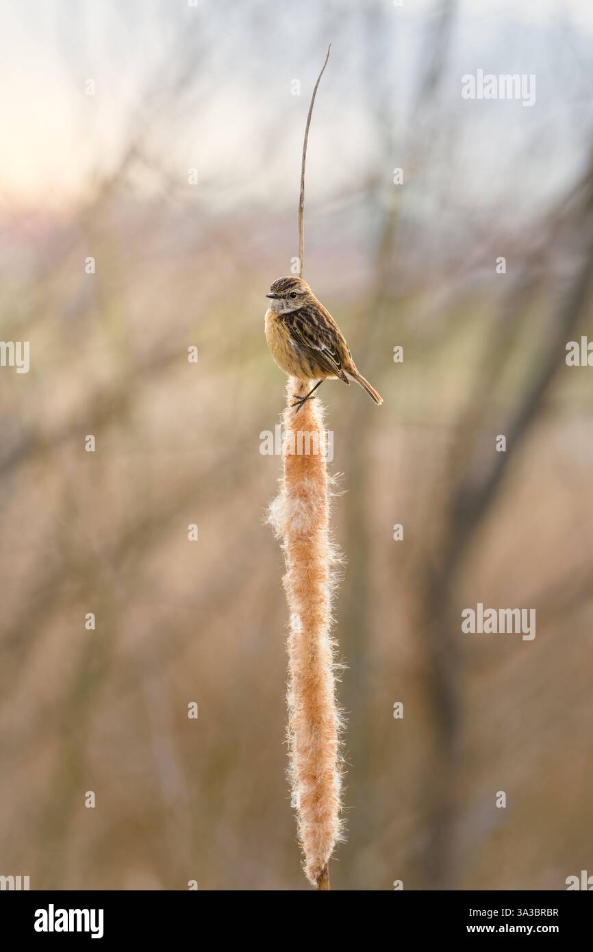 Europäische Stonechat Saxicola rubicola auf Katzenschwanz, Lagunen von Raso de Portillo Stockfoto