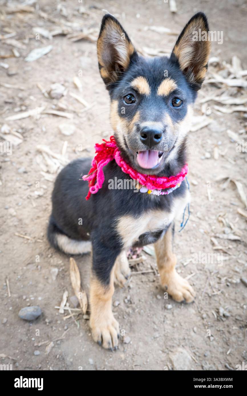Freundliche, liebenswerte und verspielte Dorfhunde, mit süßen Ausdrücken, kommen, um Menschen zu begrüßen, die durch ländliche Gegenden in der Nähe eines kleinen Bauernhofs laufen. Stockfoto