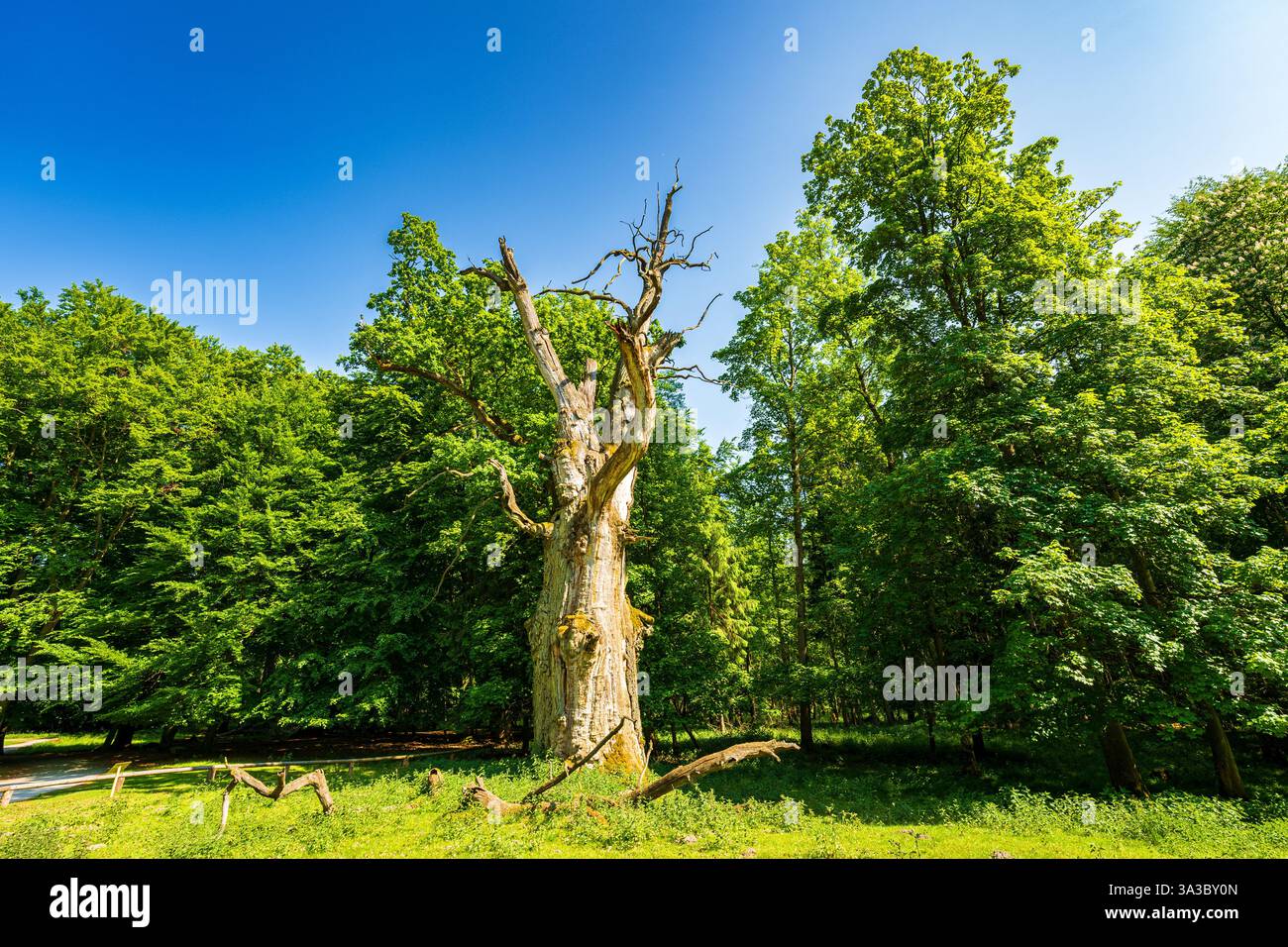 Tausendjährige Eichen von Ivenack, Deutschland Stockfoto