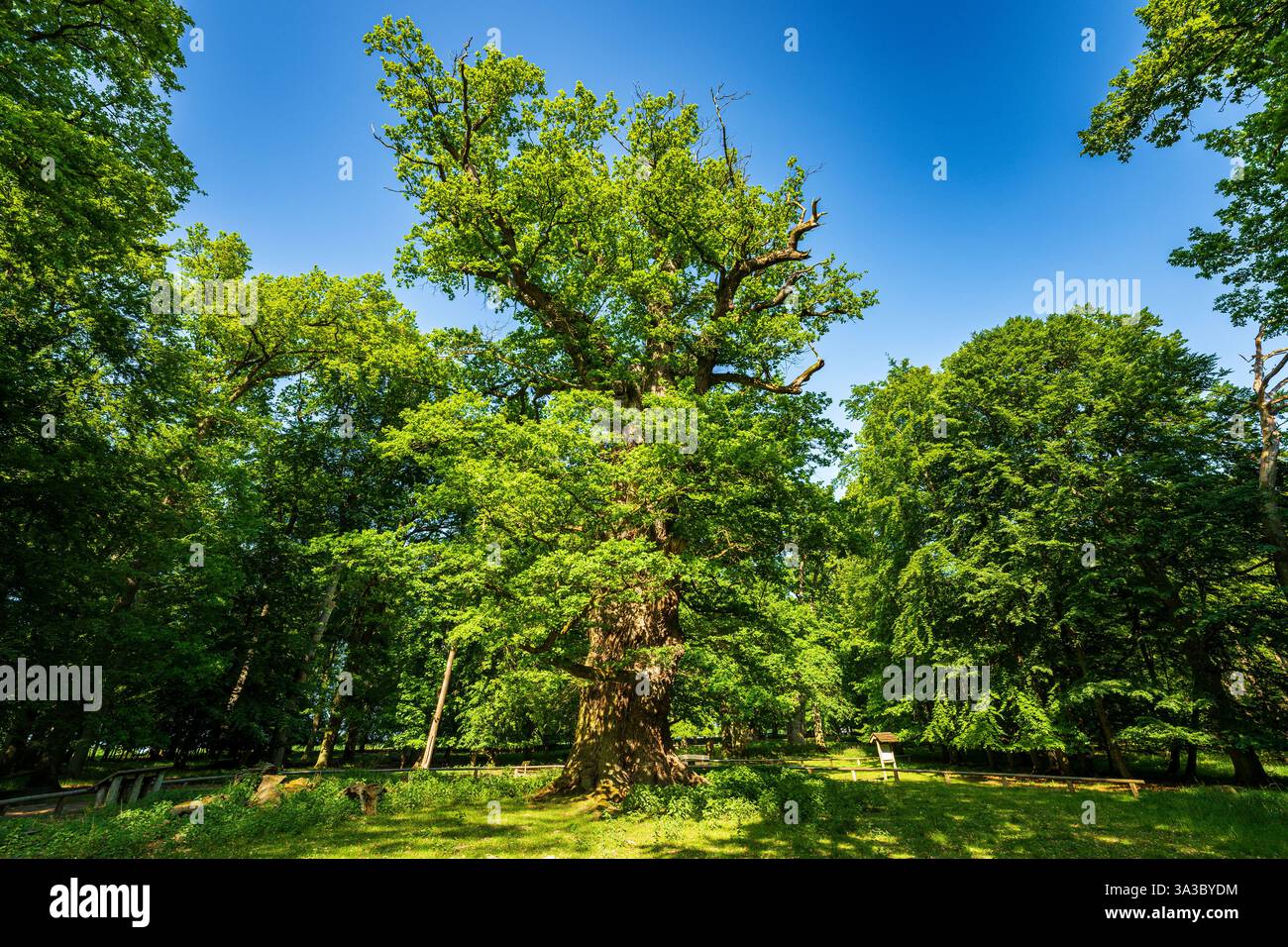 Tausendjährige Eichen von Ivenack, Deutschland Stockfoto