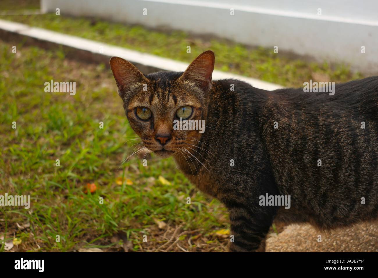 Nahaufnahme einer neugierigen Katze, die vor grünem Gras in die Kamera schaut. Fotos von Tieren, Natur. Stockfoto