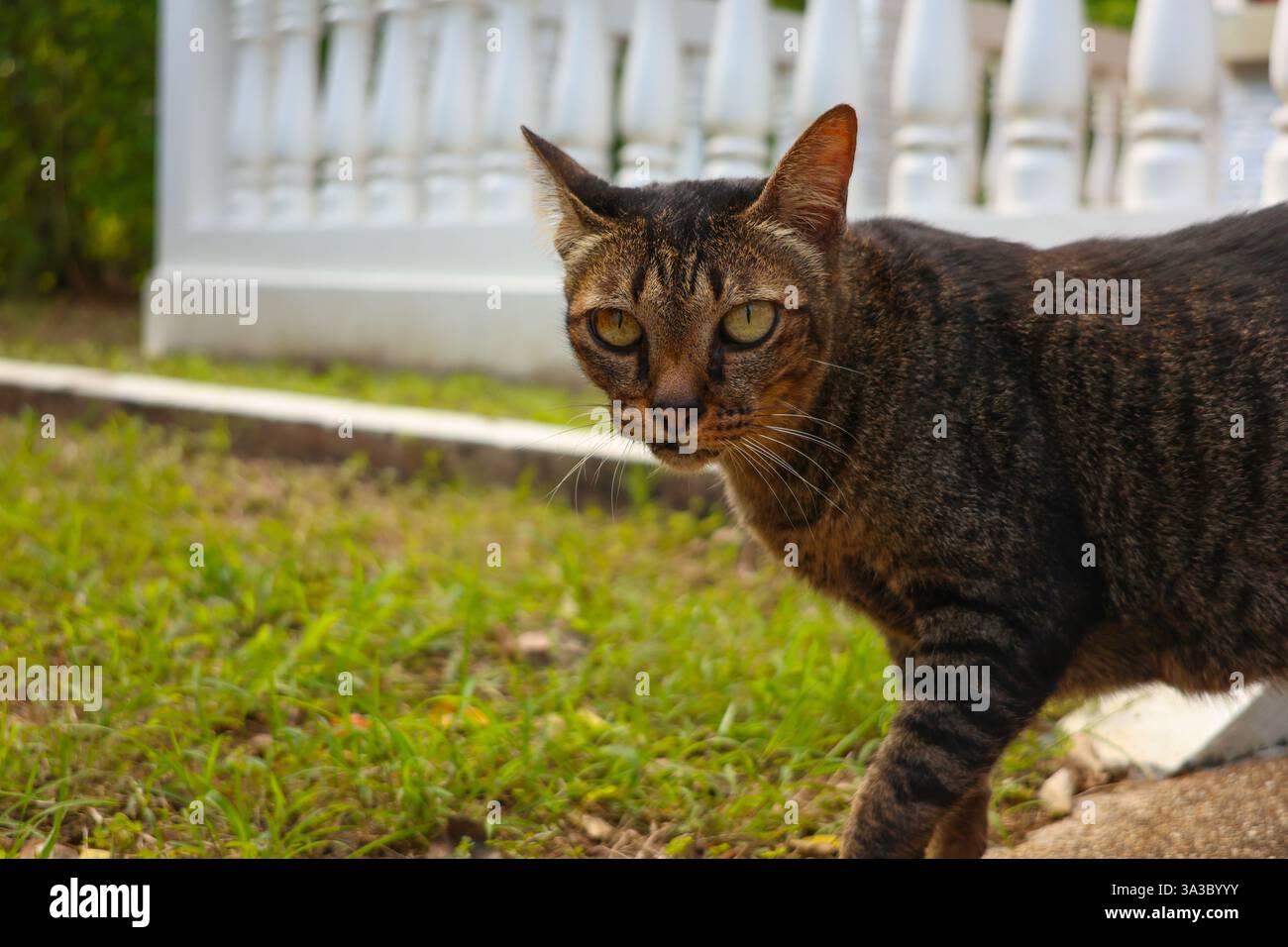 Nahaufnahme einer neugierigen Katze, die vor grünem Gras in die Kamera schaut. Fotos von Tieren, Natur. Stockfoto