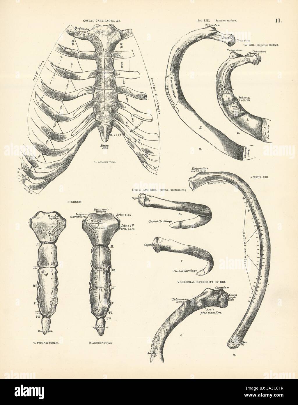 Anatomie. Knorpel, 2., 11. Und 12. Rippe, Sternum, Wirbelrippe 1880 Stockfoto