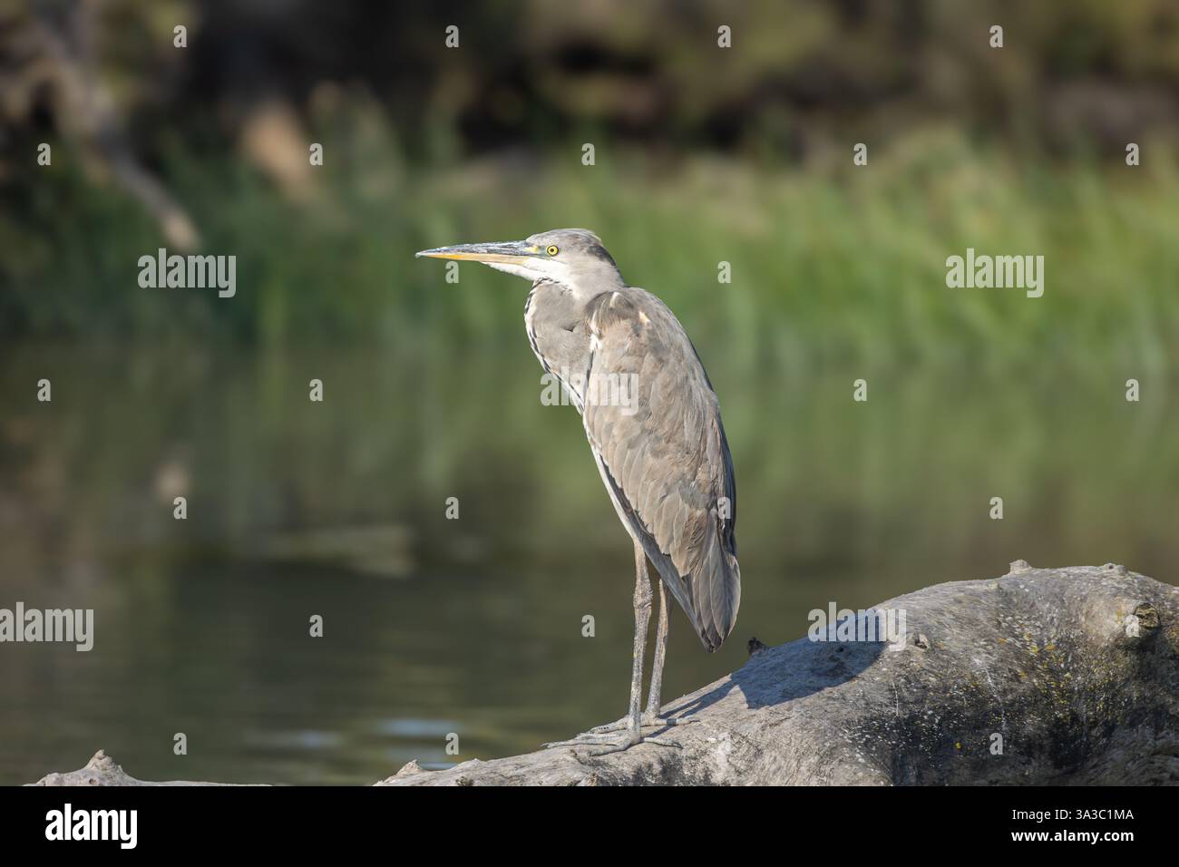 Graureiher in der wilden Camargue Stockfoto