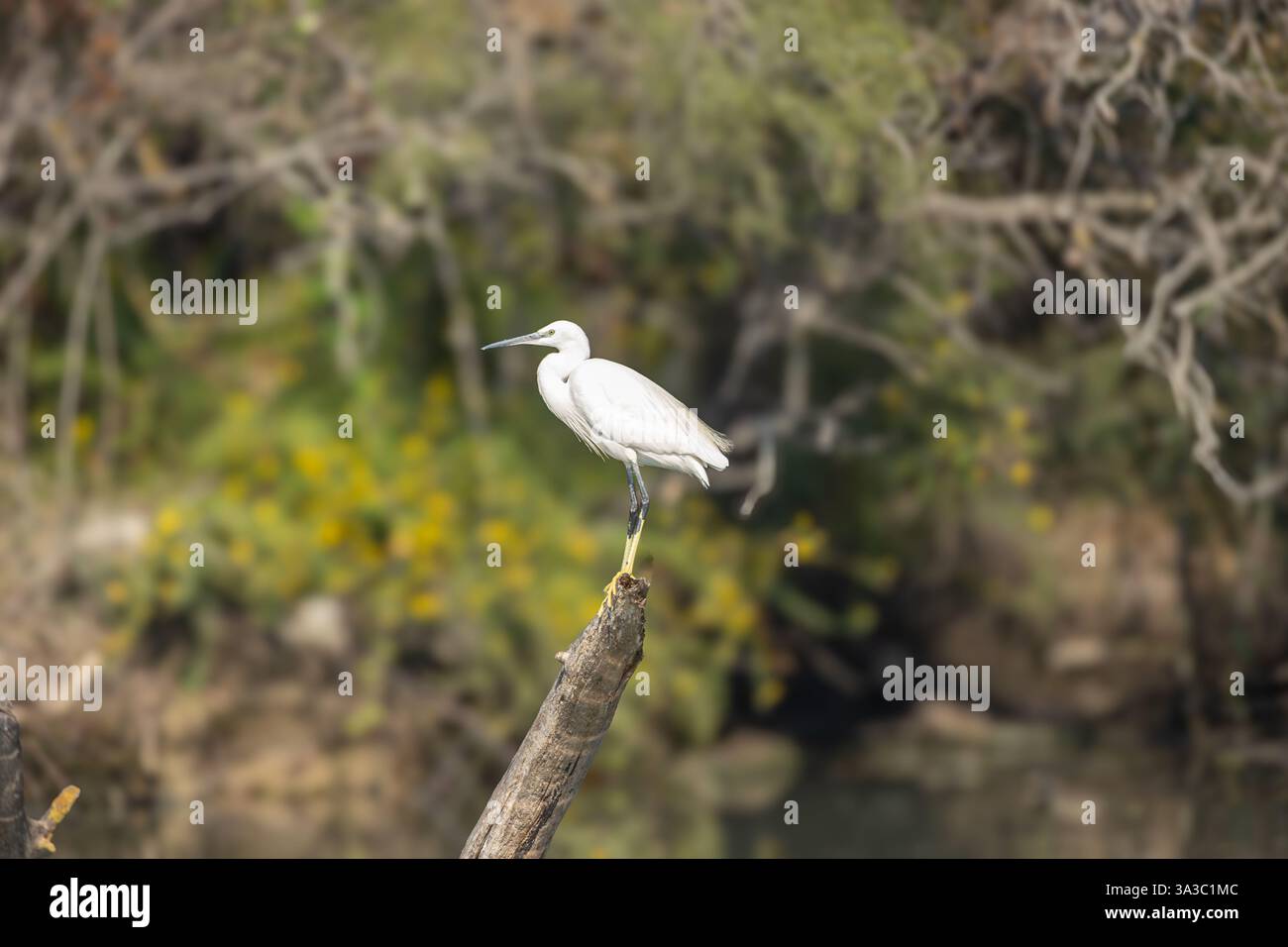 Silberreiher thront auf einem Ast Stockfoto