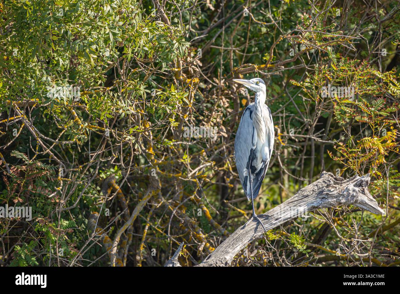 Graureiher in der wilden Camargue Stockfoto