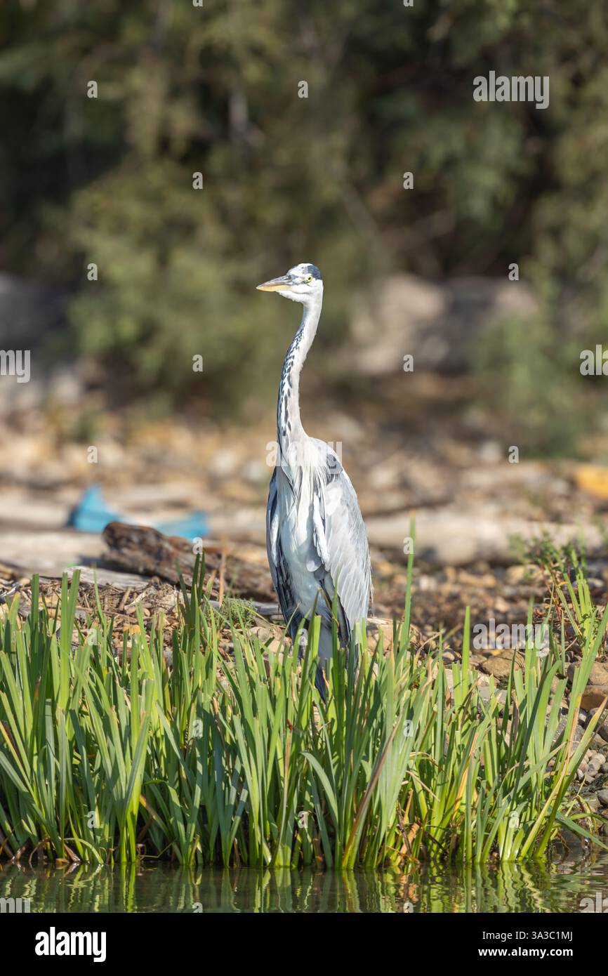 Graureiher in der wilden Camargue Stockfoto