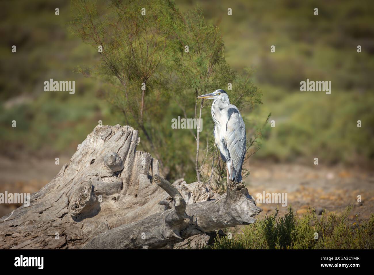 Graureiher in der wilden Camargue Stockfoto