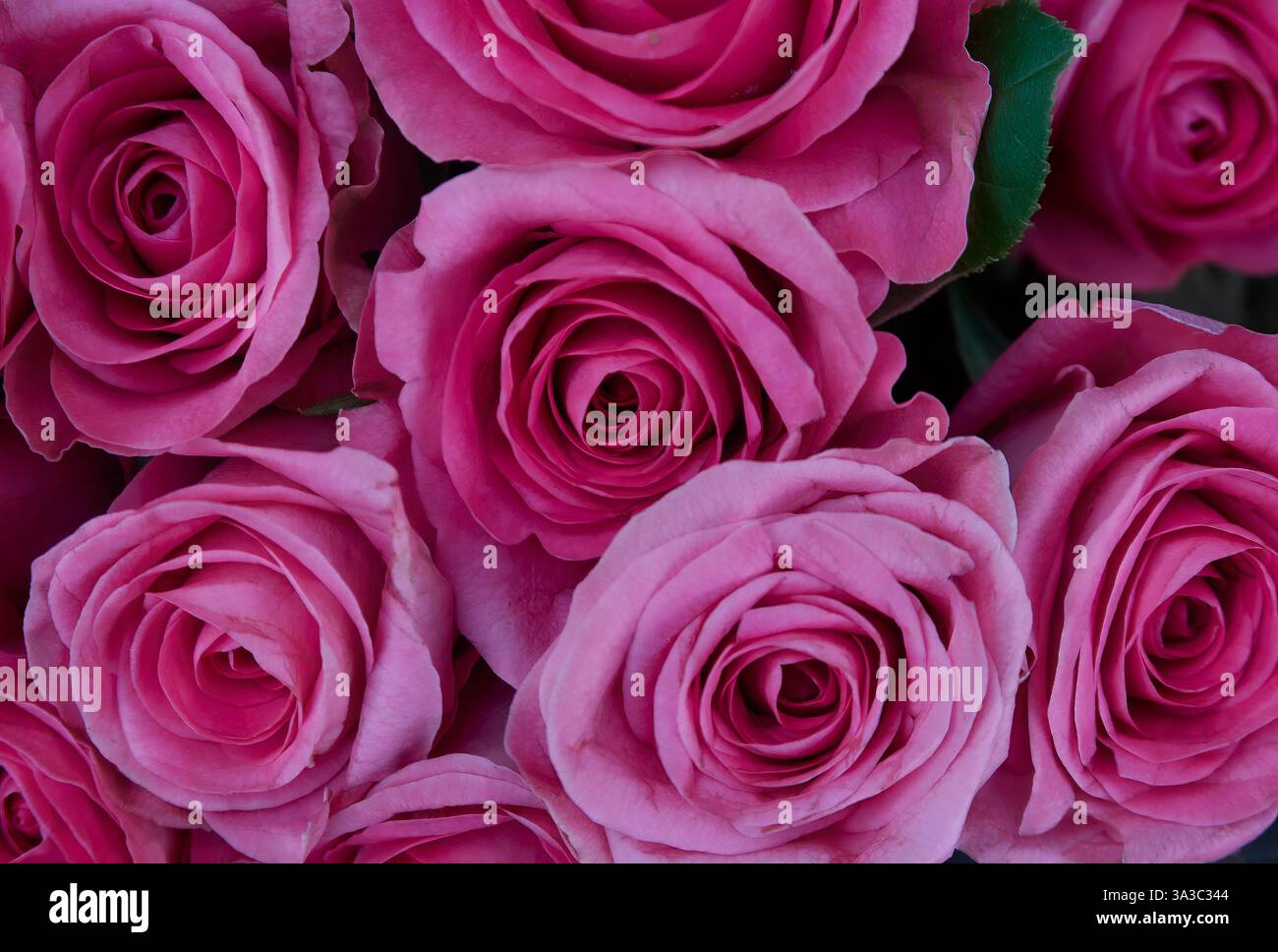 „Schöne rosafarbene Rosen zum Muttertag“ Stockfoto