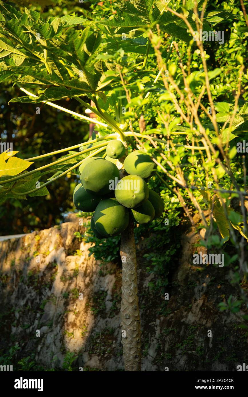 Ein Papaya-Baum mit grünen Papayas Stockfoto