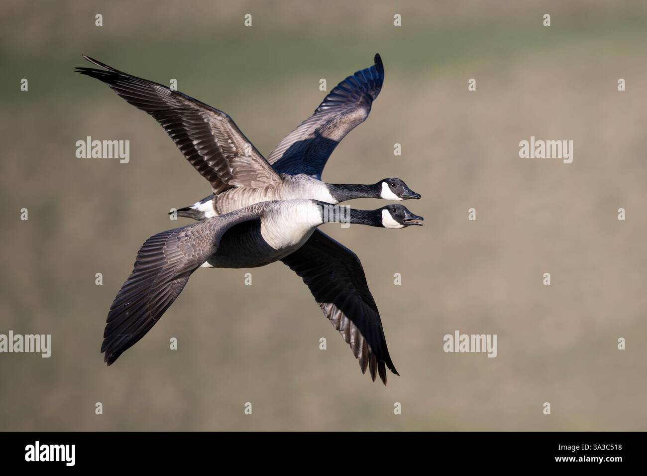 Ein Paar Kanadiengänse im Flug Stockfoto