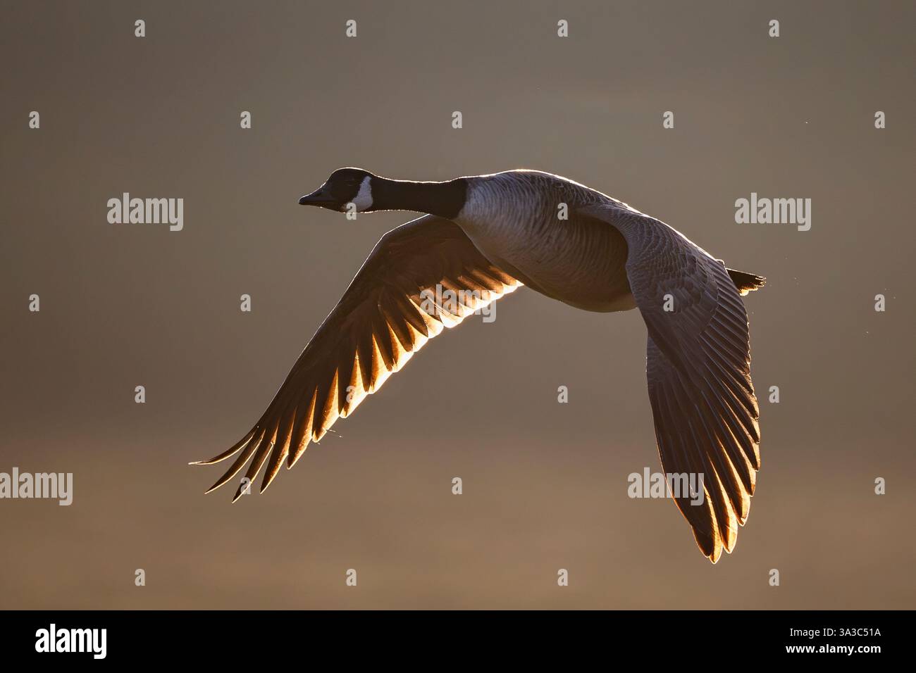 Kanada-Gans im Flug Stockfoto Kanada-Gans im Flug Stockfoto