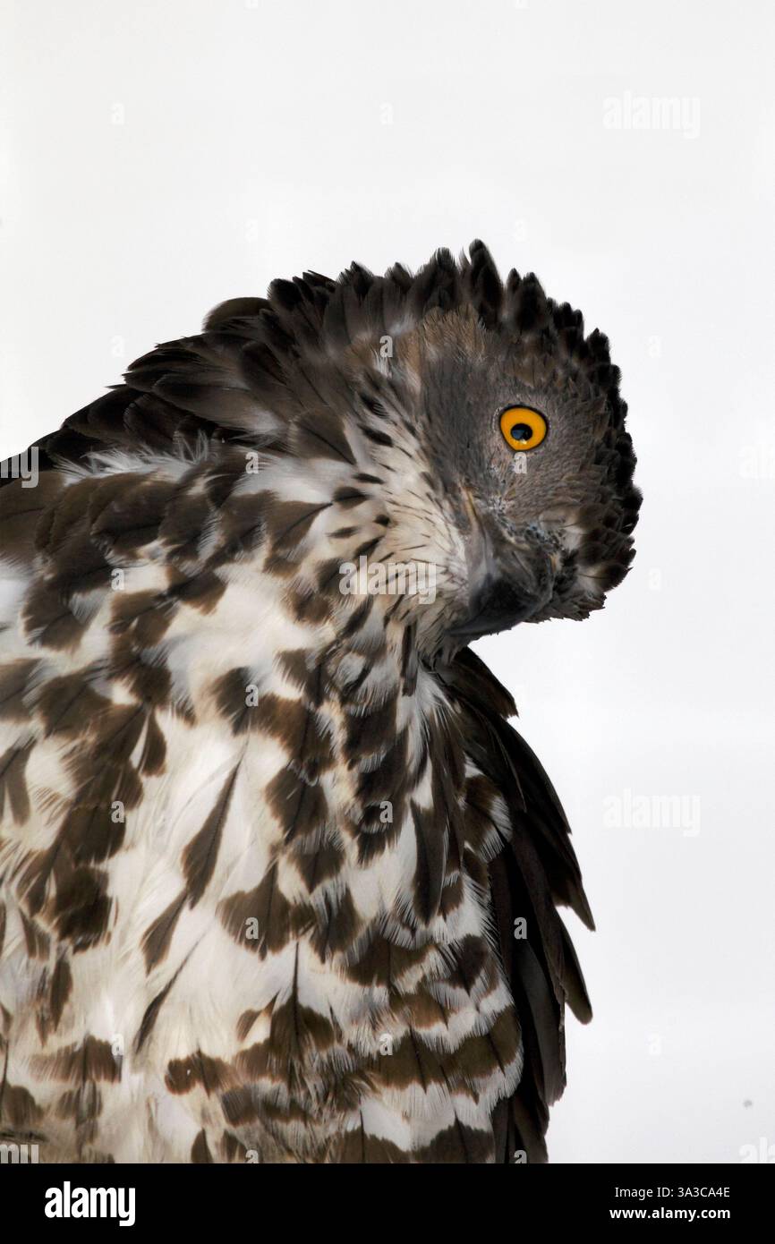 Pernis Apivorus - Honig-Bussard Stockfoto