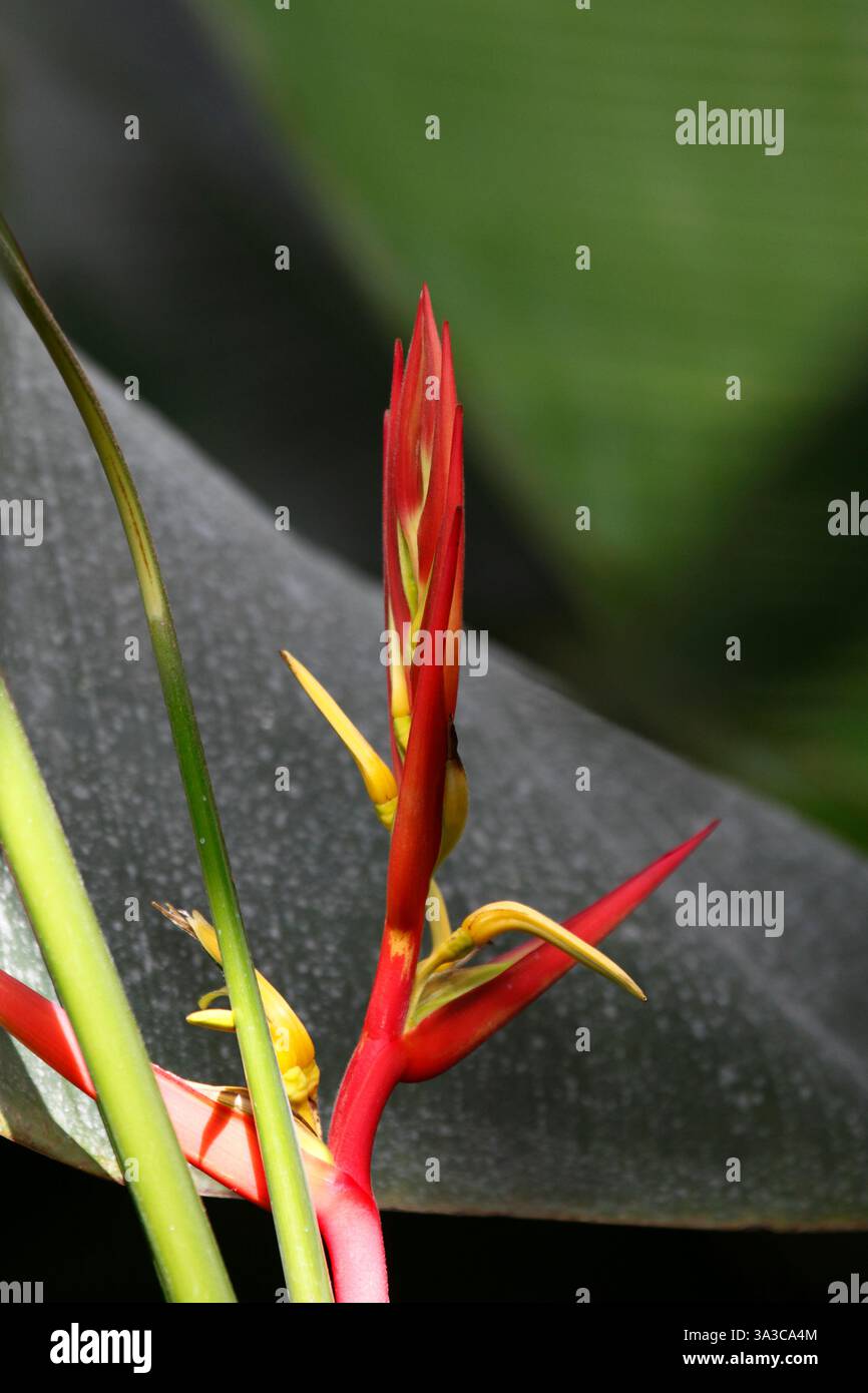 Helikonia Schiedeana. Paradiesvogel-Blumenstachel. Stockfoto